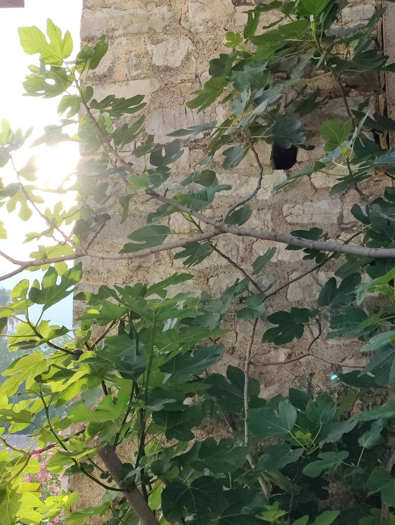 Miro Guesthouse Tivat Exterior photo